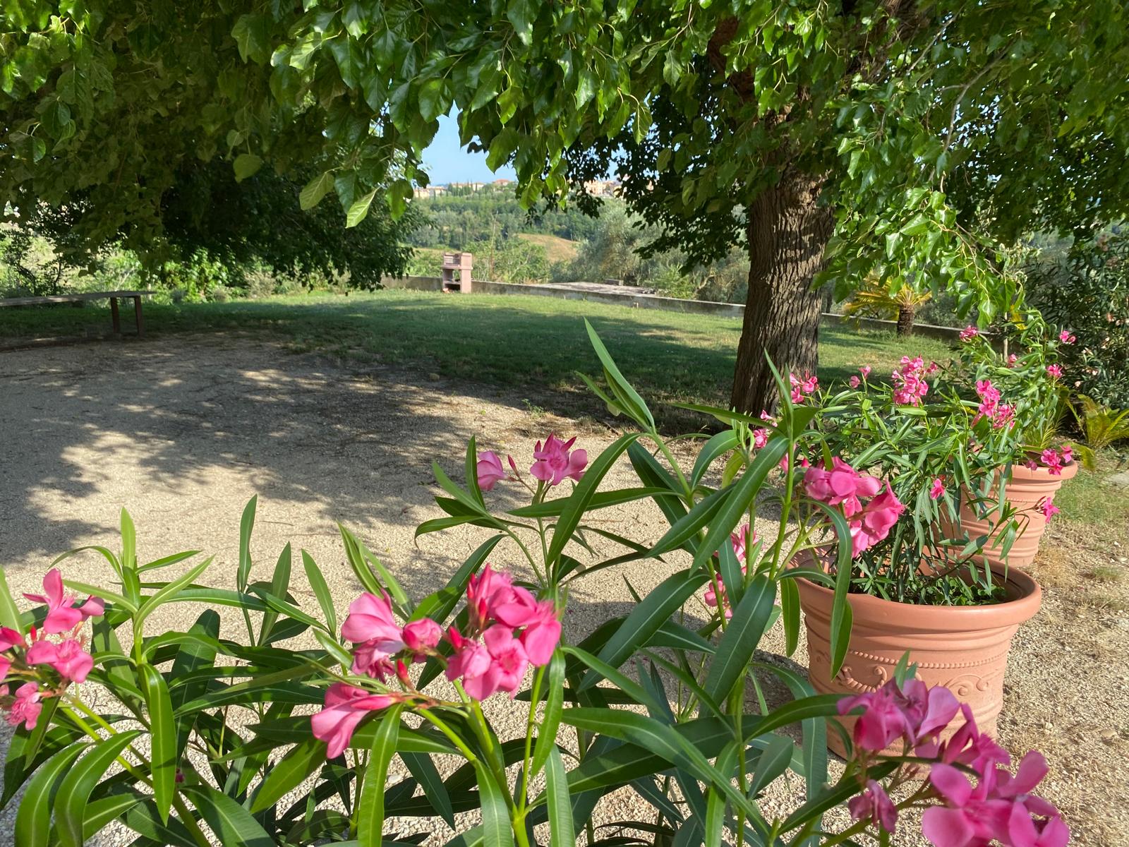 Oleandri in fiore nel giardino di Casale Le Casole a Otricoli, Umbria