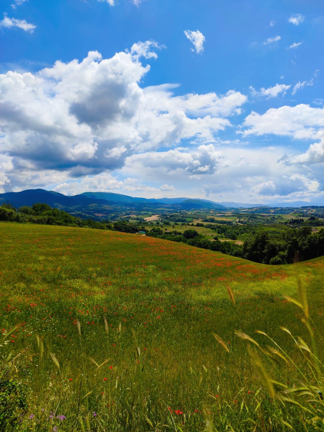 Papaveri e valle umbra visti da Casale Le Casole a Otricoli