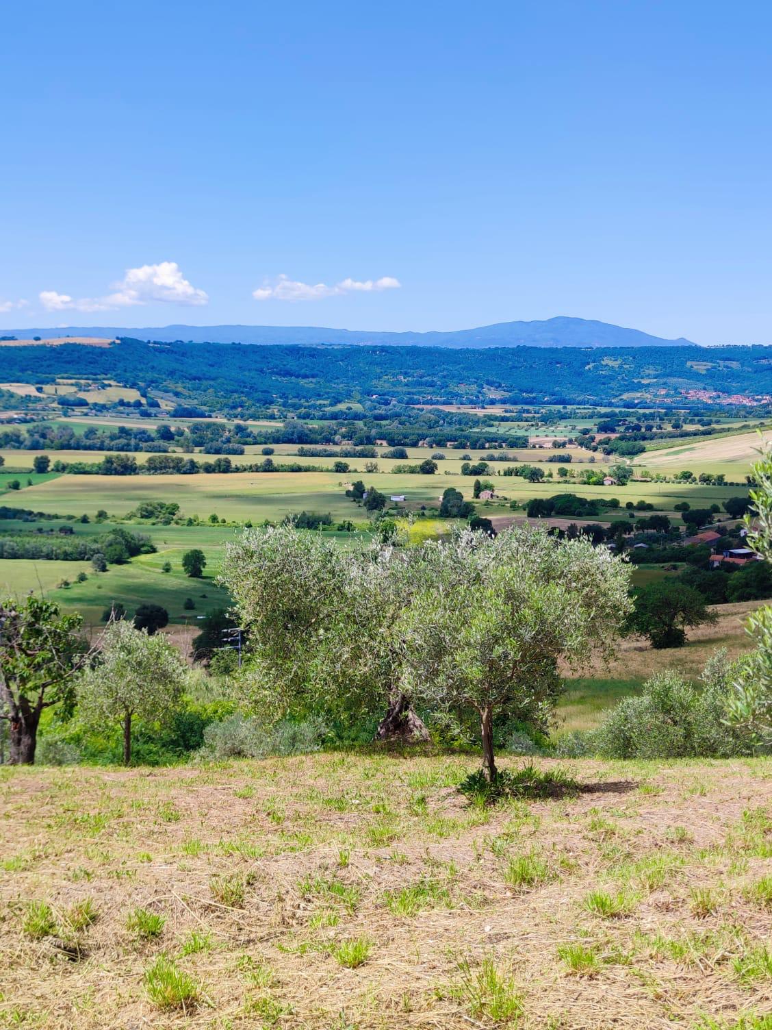 Panorama sulla valle e gli olivi intorno a Casale Le Casole, Otricoli